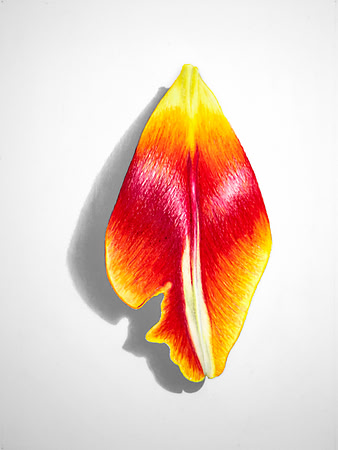 Tulip Petal