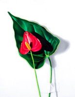 Painter's Palette Flower