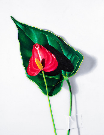 Painter's Palette Flower