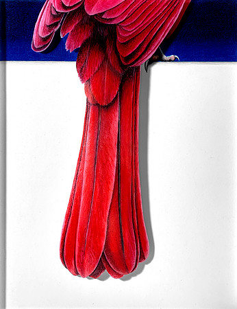 DeTail, Cardinal