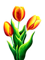 Three Tulips