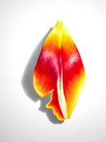 Tulip Petal