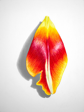 Tulip Petal